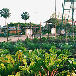 Orange-County-Fair-Centennia-farm