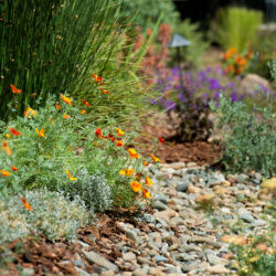 The water-wise garden of Folsom resident Jennifer Hageman on May 20, 2013.