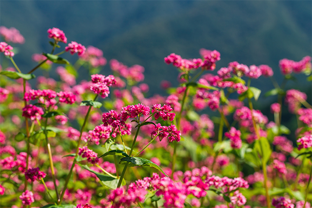 Red Buckwheat fields