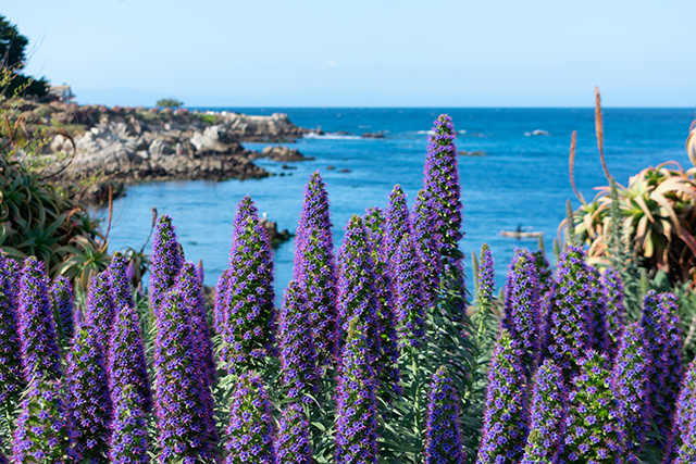 Purple Pride of Madeira along the coastline