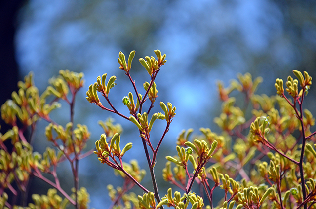 Yellow Kangaroo Paw plants