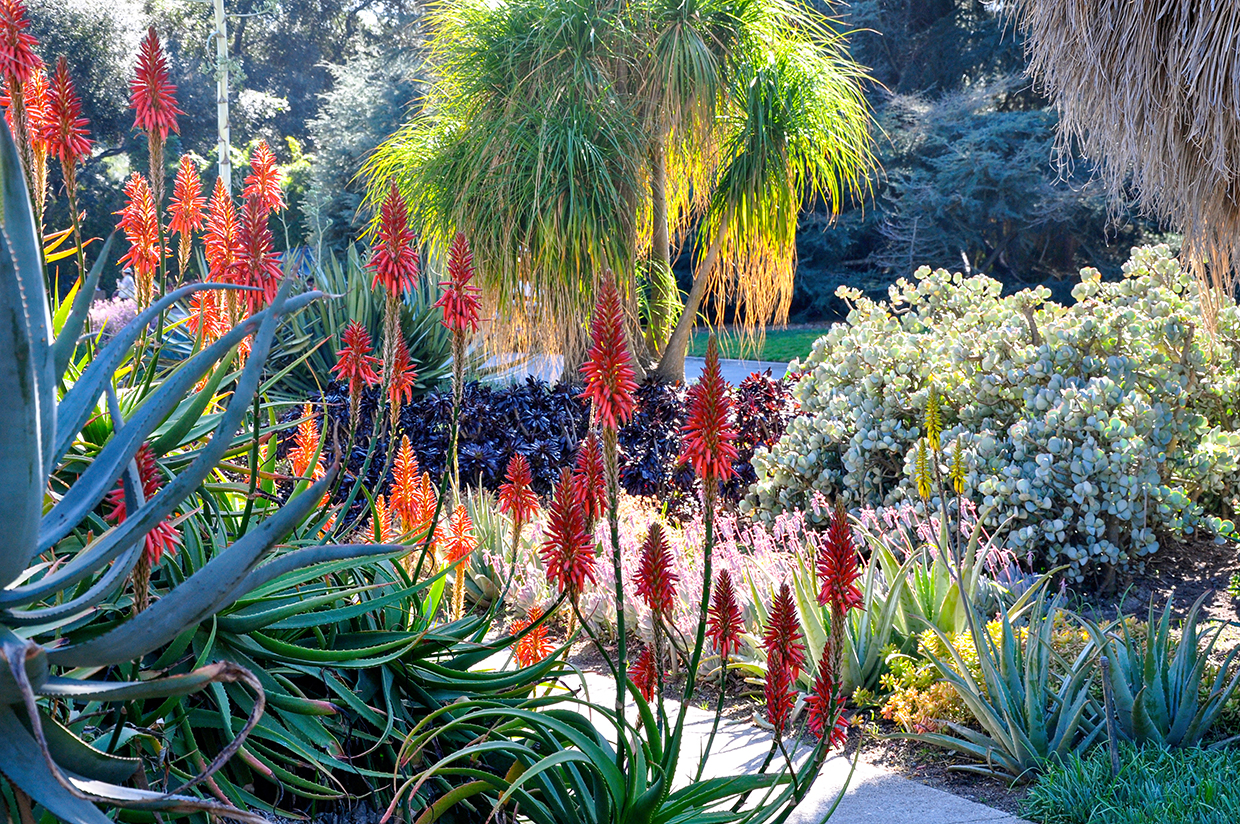 Drought tolerant garden with succulents, hot poker plants and shrubs
