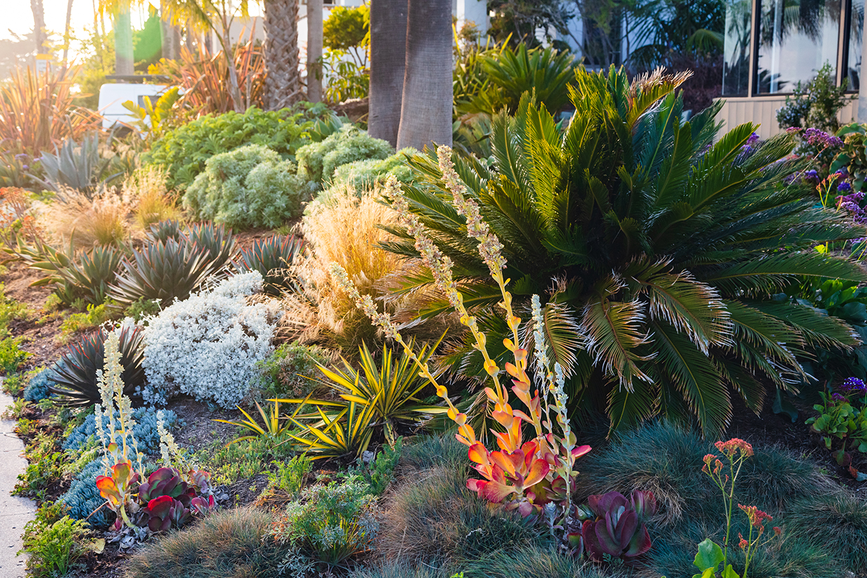 Shrubs and succulents in bloom in a drought tolerant garden