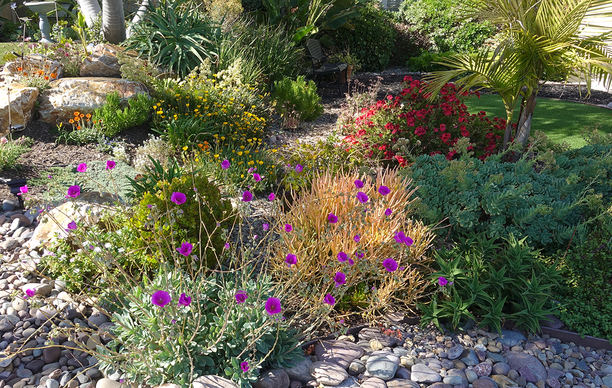 Flowering plants and shrubs in a drought tolerant garden