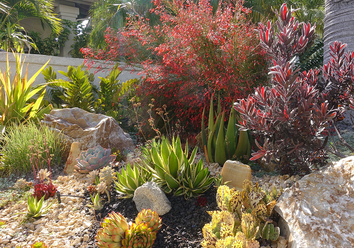 Desert inspired drought tolerant garden