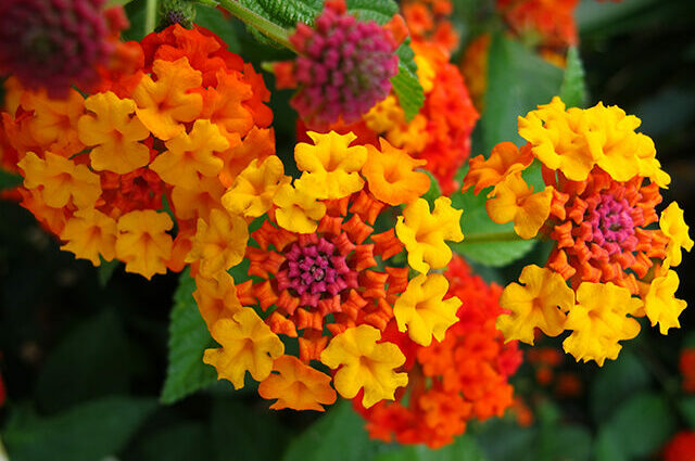 Close up red and yellow lantana