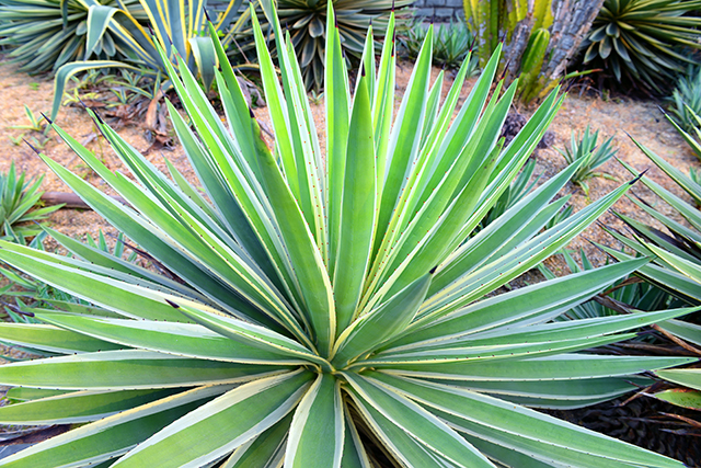 Leaves of a variegated succulent foxtail agave