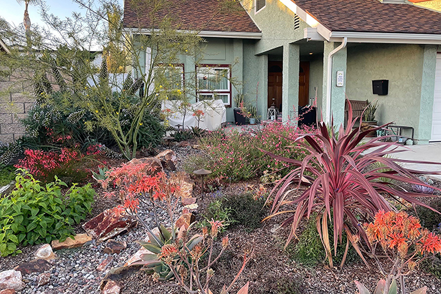 Front yard drought tolerant garden transformation