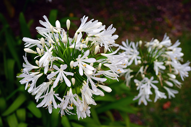 View of a white Lily of the Nile (Agapanthus) flower